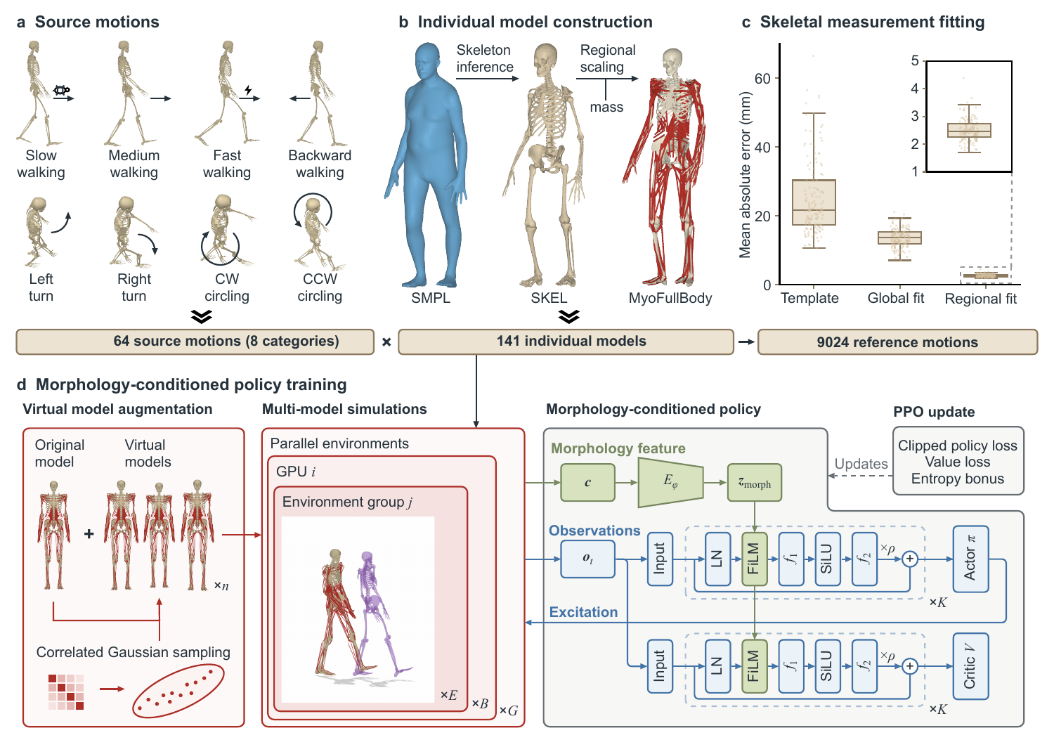 MyoAcross framework: eight motion categories, individual musculoskeletal model construction, skeletal measurement fitting, and morphology-conditioned policy training.